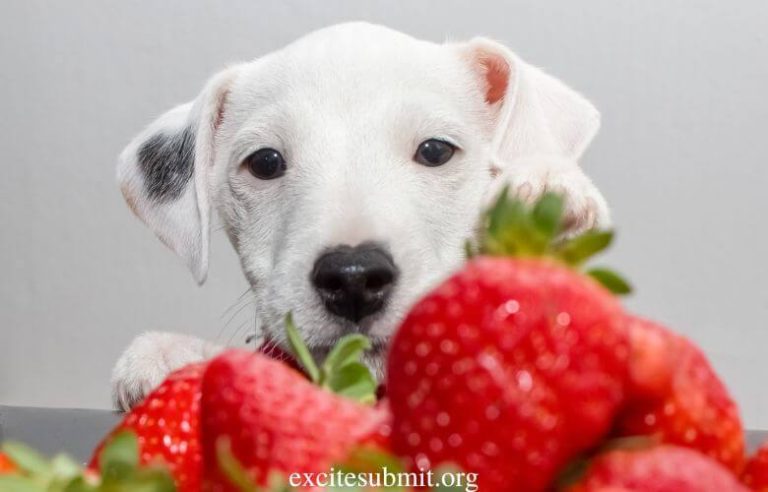 Can Puppies Eat Strawberries?