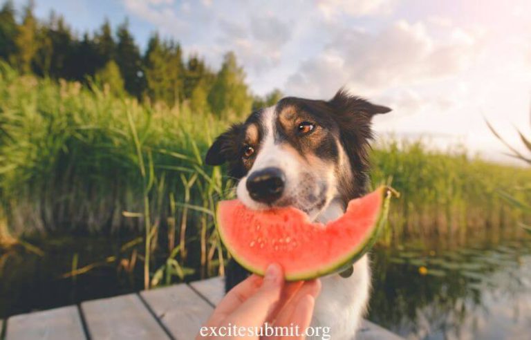 Puppies And Watermelon: Can Puppies Eat Watermelon? 