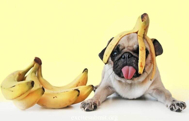 Puppies Eating Bananas: Can Puppies Eat Bananas?