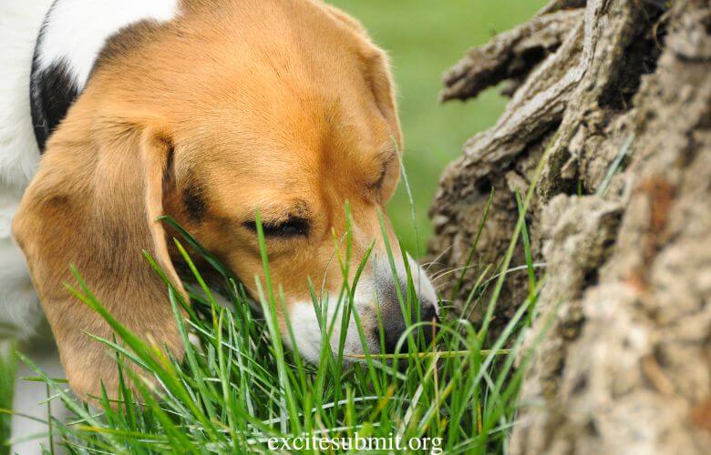 Puppies Eating Grass: Can Puppies Eat Grass?