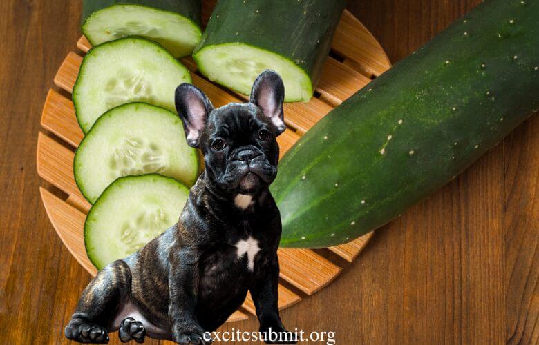 Puppies Eating Cucumbers: Can Puppies Eat Cucumbers?