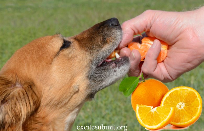 Puppies Eating Oranges: Can Puppies Eat Oranges?