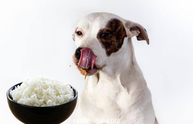 Can Puppies Eat Rice: Puppies Eating Rice