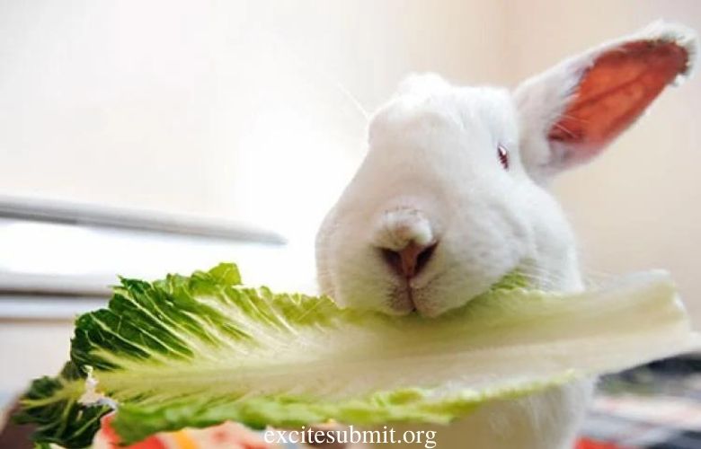 What Rabbits Can and Can't Eat: The Ultimate Guide
