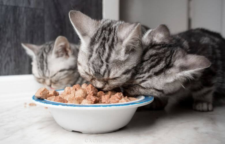 Can a Five-Month-Old Kitten Eat Cat Food?