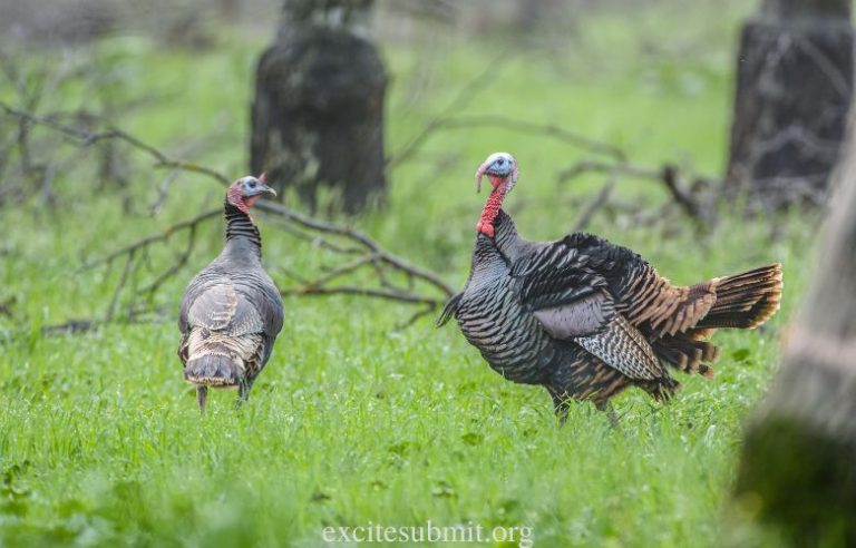Do Turkeys Eat Meat? (Read This First!) 