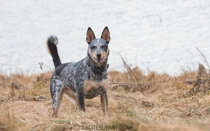 What Is The Recommended Amount Of Food For A Blue Heeler?