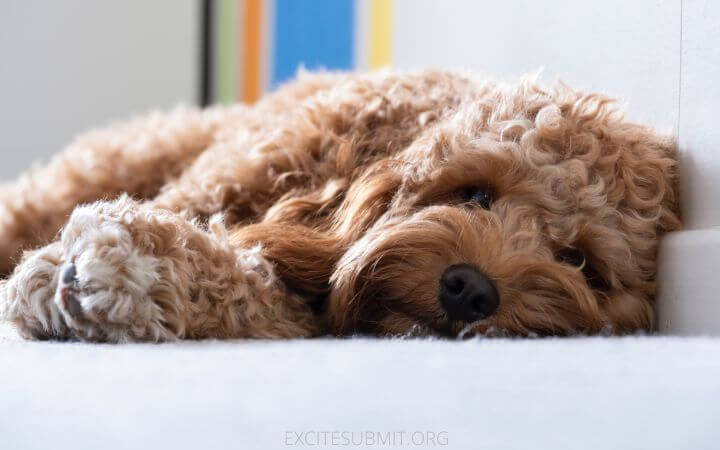 What Is The Recommended Amount Of Food For A Cavapoo?