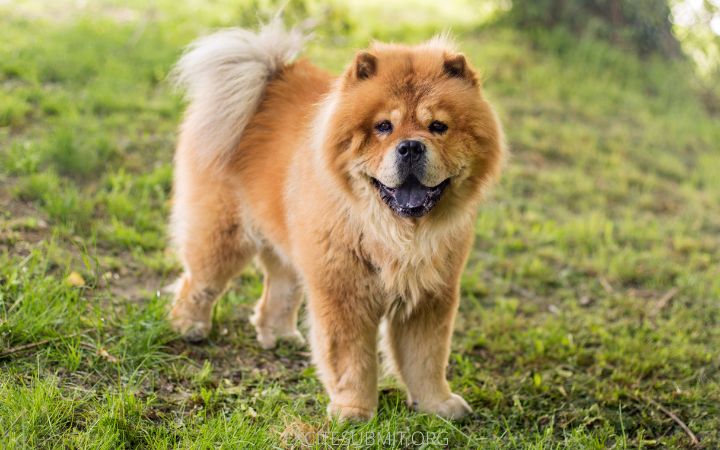 What Is The Recommended Amount Of Food For A Chow Chow